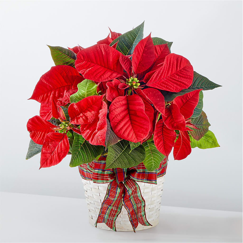 Happiest Holidays Poinsettia – Caines Flowers, Barberton OH