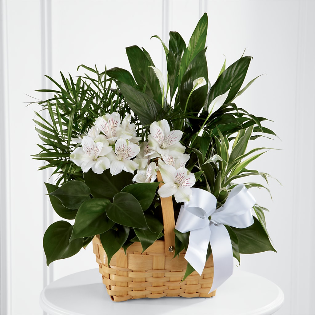 Peace & Serenity Dishgarden – Caines Flowers, Barberton OH