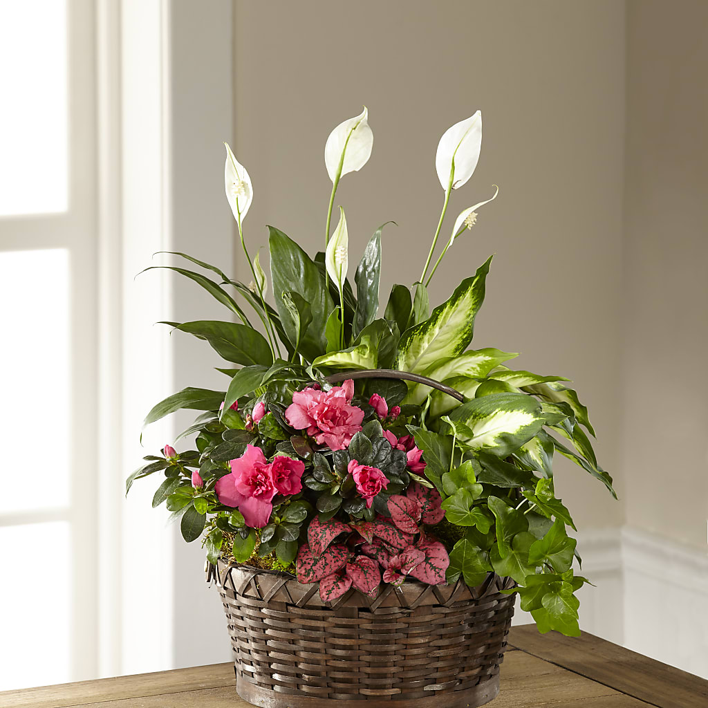 Dream in Pink Dishgarden – Caines Flowers, Barberton OH