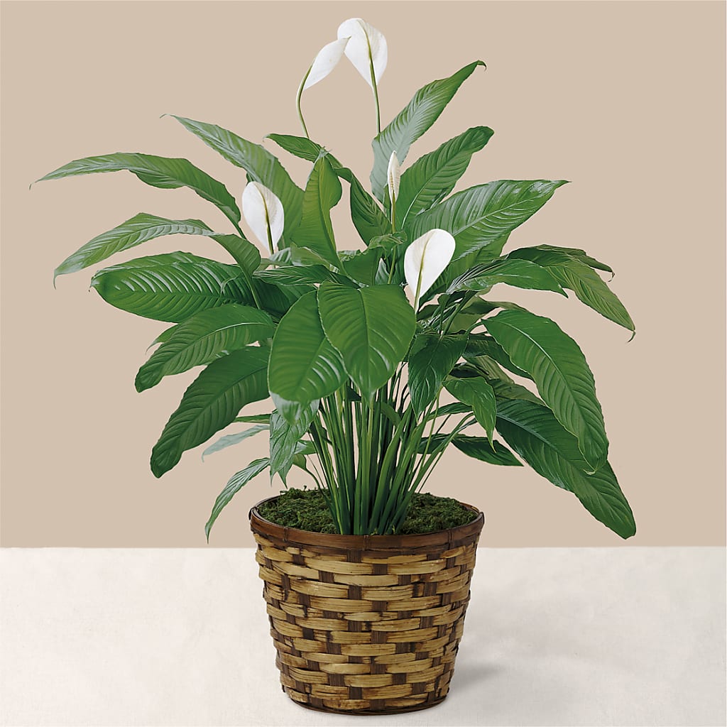 Tranquil Moments Peace Lily Plant – Caines Flowers, Barberton OH