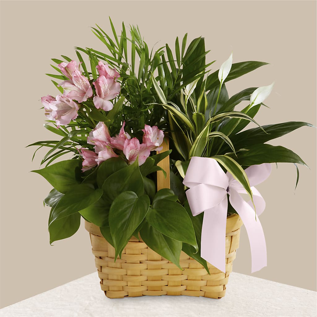 Living Spirit Dishgarden – Caines Flowers, Barberton OH