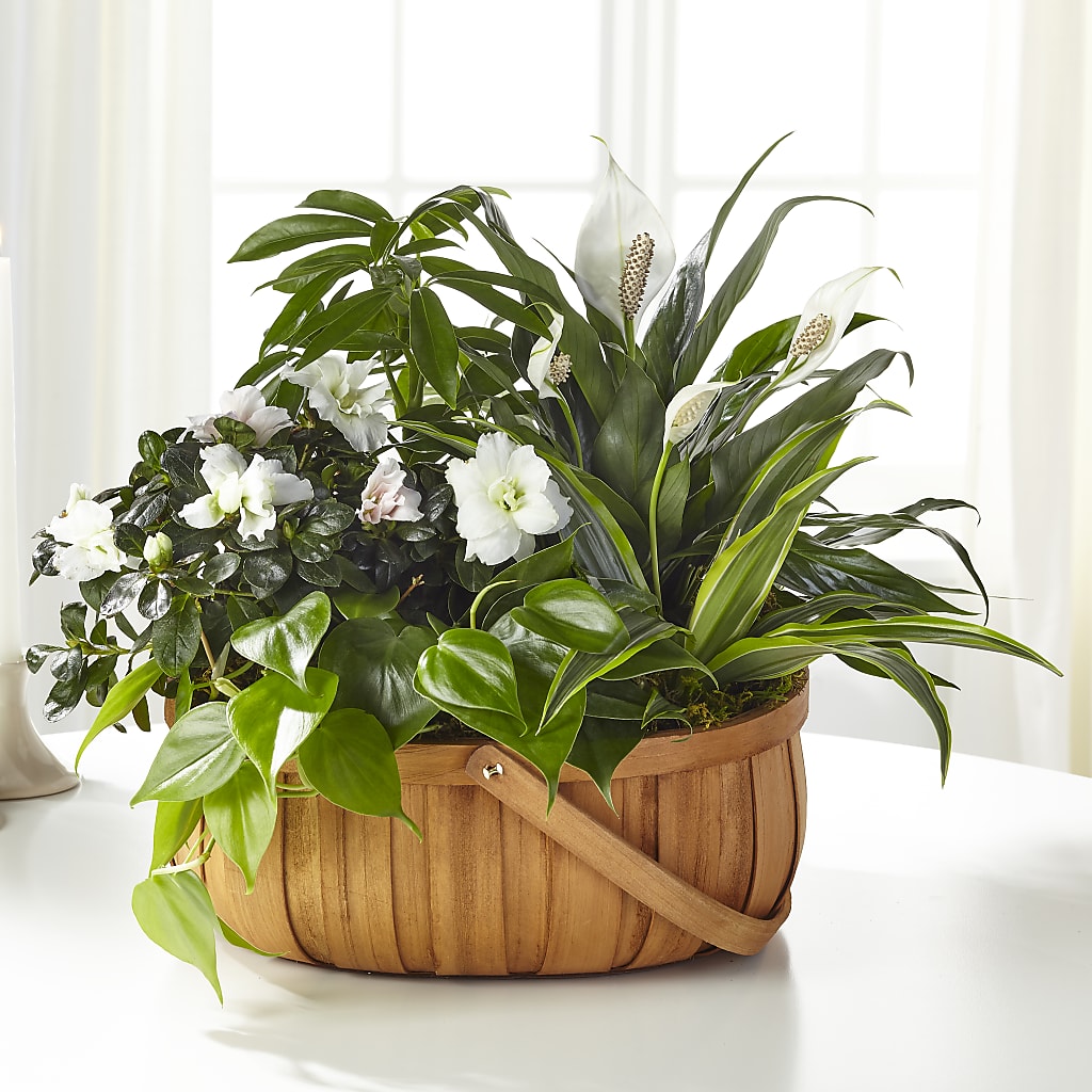 Serene Dishgarden – Caines Flowers, Barberton OH