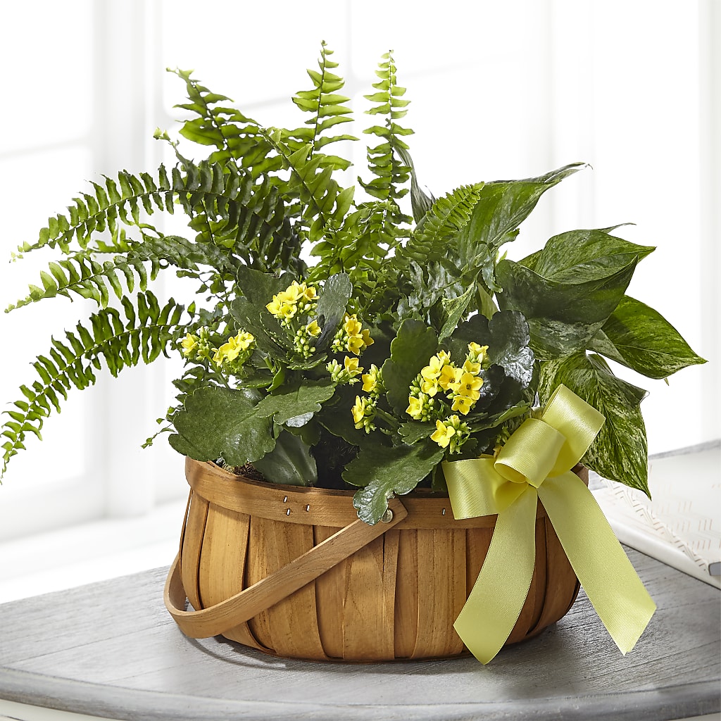 Always Dear Dishgarden – Caines Flowers, Barberton OH