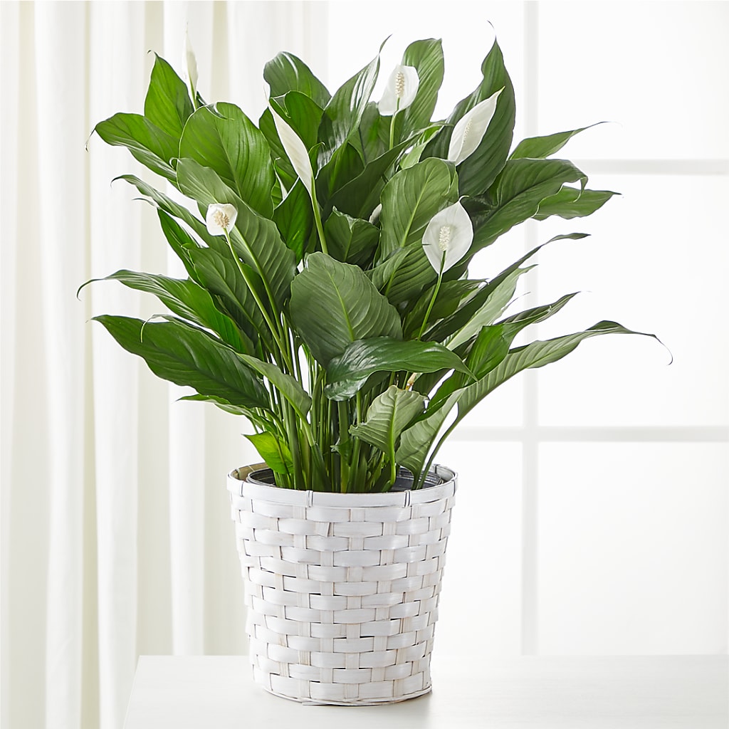 A New Leaf Peace Lily – Caines Flowers, Barberton OH