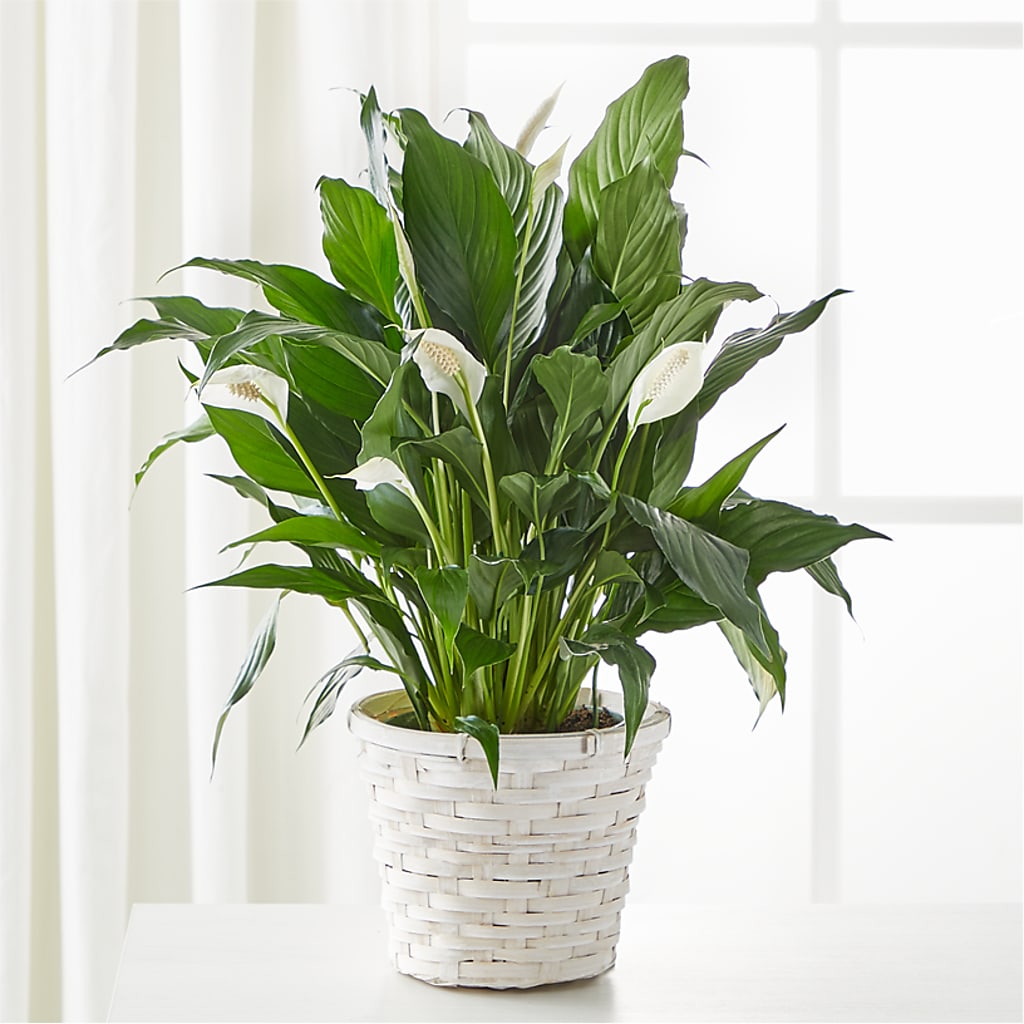 A New Leaf Peace Lily – Caines Flowers, Barberton OH