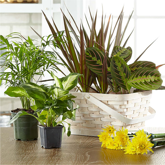 Florist Designed Blooming and Green Plants in a Basket –  Caines Flowers, Barberton OH