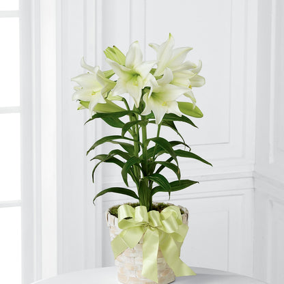 Easter Lily Plant –  Caines Flowers, Barberton OH
