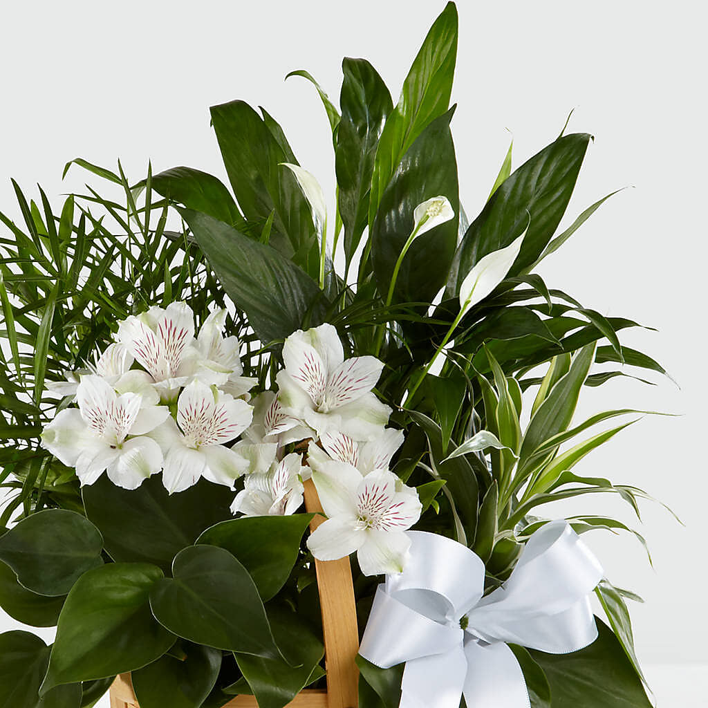 Peace & Serenity Dishgarden –  Caines Flowers, Barberton OH