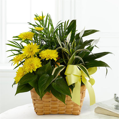 Loving Light Dishgarden –  Caines Flowers, Barberton OH