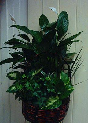 Garden of Eden –  Caines Flowers, Barberton OH