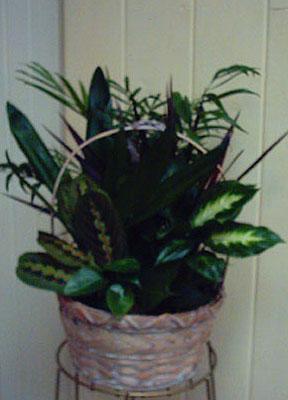 Earthly Delights –  Caines Flowers, Barberton OH