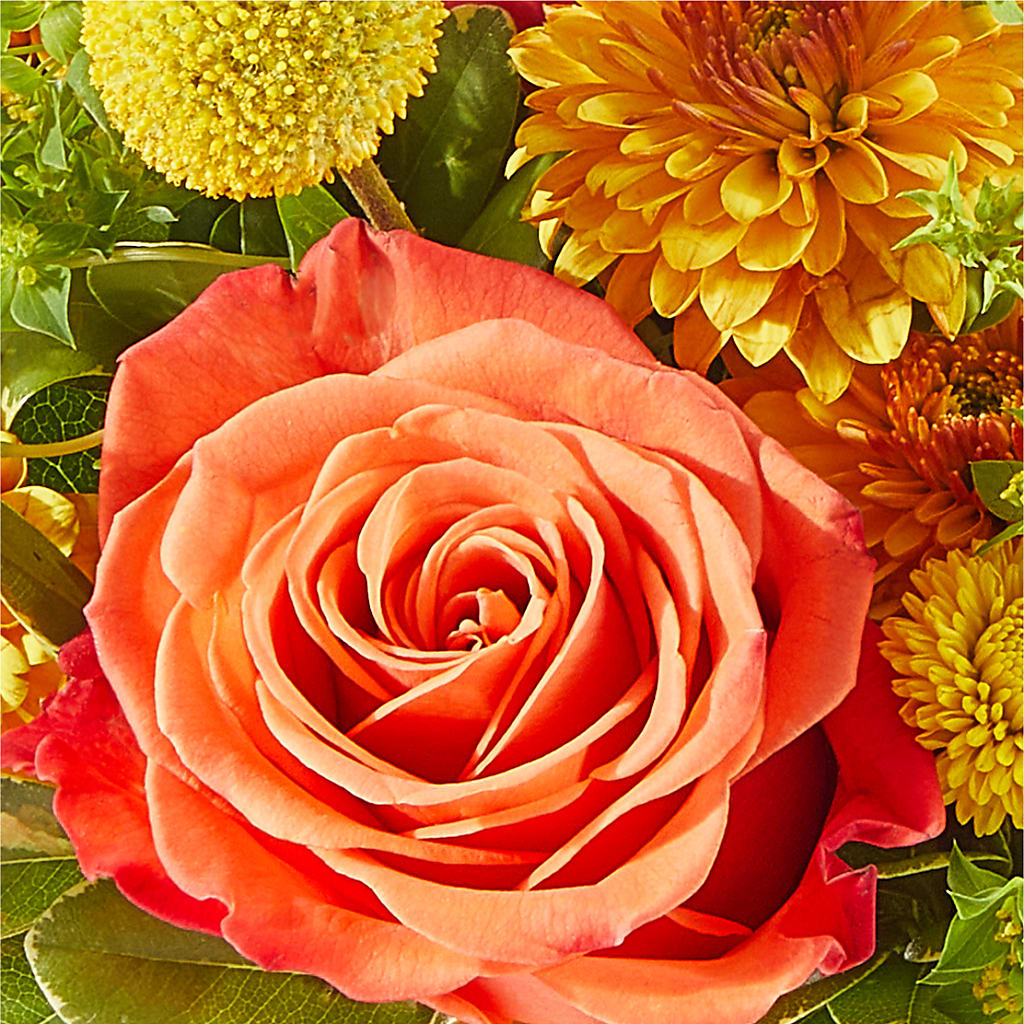 Gourdgeous Pumpkin –  Caines Flowers, Barberton OH