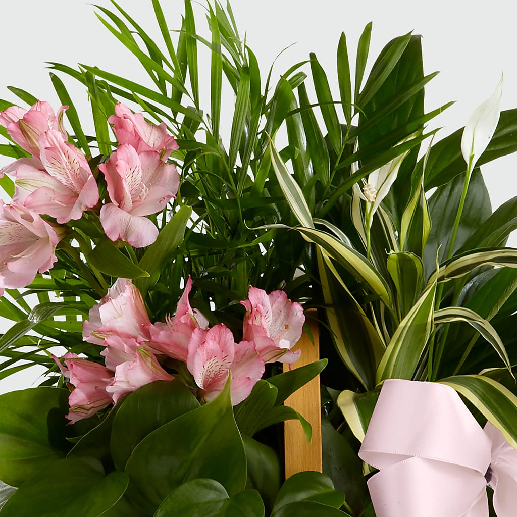 Living Spirit Dishgarden –  Caines Flowers, Barberton OH