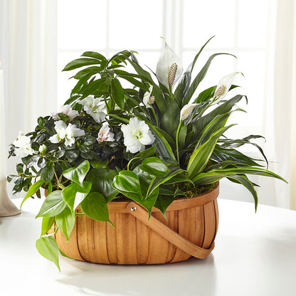 Serene Dishgarden –  Caines Flowers, Barberton OH
