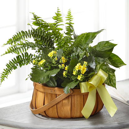 Always Dear Dishgarden –  Caines Flowers, Barberton OH