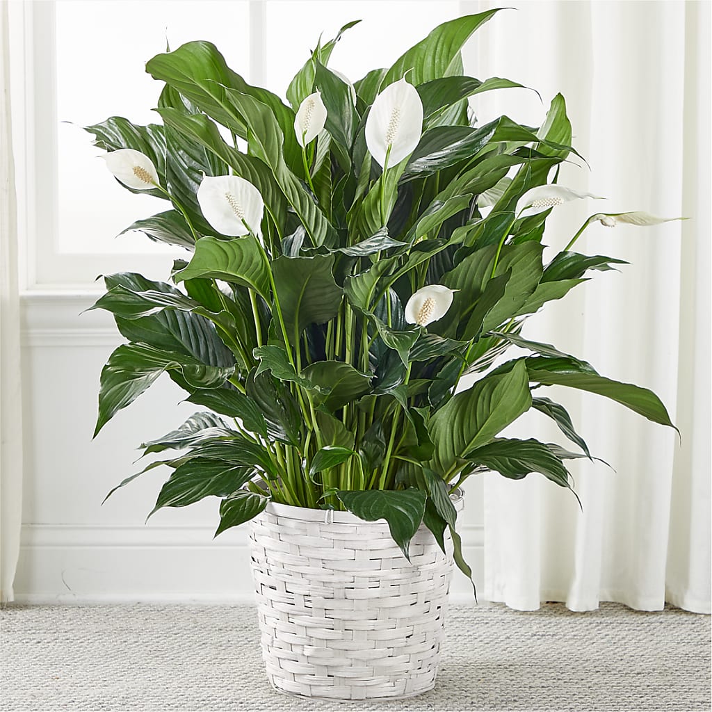 peace lily sensation flower A New Leaf Peace Lily