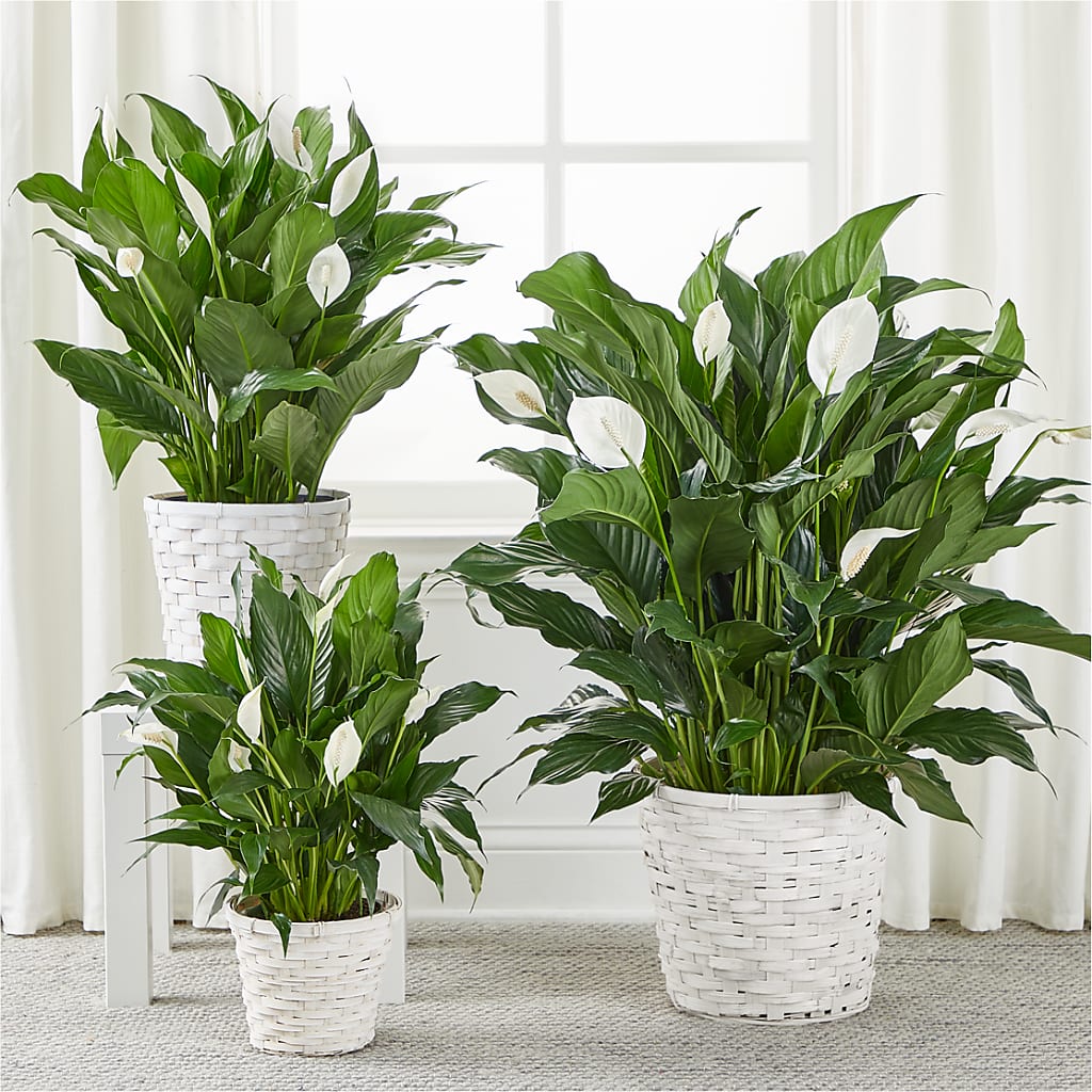 A New Leaf Peace Lily –  Caines Flowers, Barberton OH