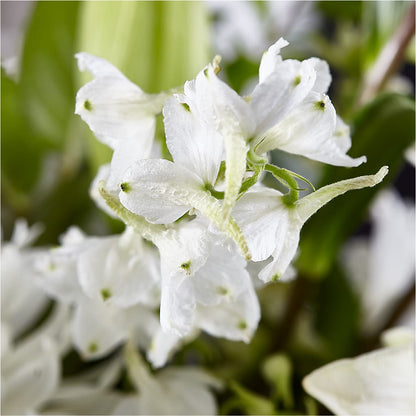 Classic Ivory – A Florist Original –  Caines Flowers, Barberton OH